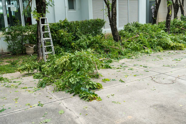 Best Tree Trimming and Pruning  in Syracuse, UT