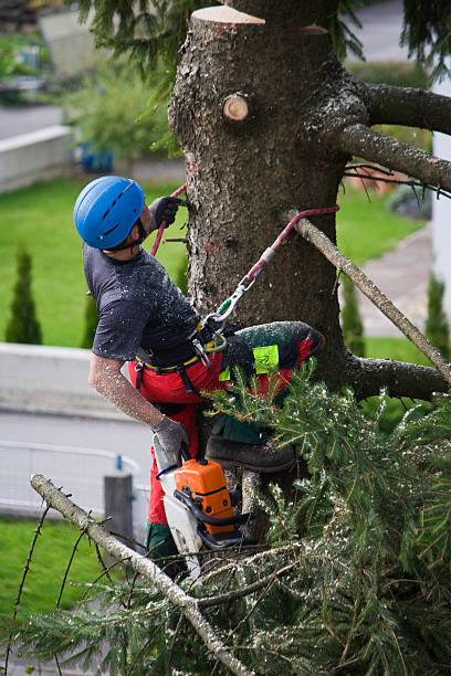 Syracuse, UT  Tree Services Company