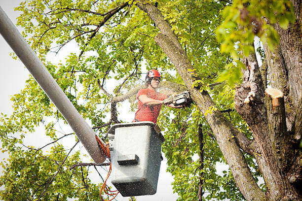 Why Choose Our Tree Removal Services in Syracuse, UT?