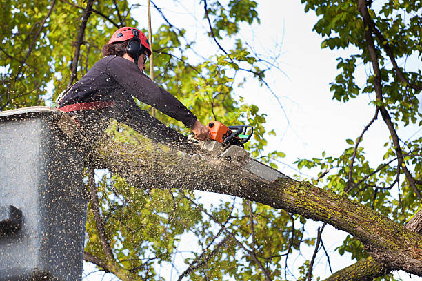 Best Storm Damage Tree Cleanup  in Syracuse, UT